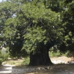 Arapastı Kestanesi: Toroslar’ın Lezzet Mirası