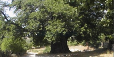 Arapastı Kestanesi: Toroslar’ın Lezzet Mirası