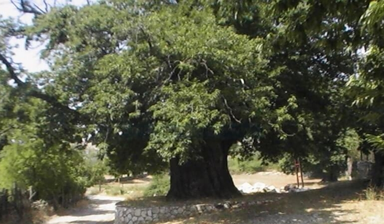 Arapastı Kestanesi: Toroslar’ın Lezzet Mirası