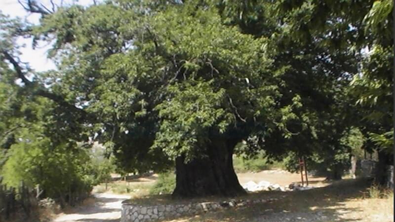 Arapastı Kestanesi: Toroslar’ın Lezzet Mirası