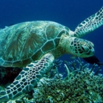 Kumluca İlçesi: Antalya’nın Narenciye Bahçesi ve Caretta Cenneti