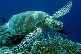 Kumluca İlçesi: Antalya’nın Narenciye Bahçesi ve Caretta Cenneti