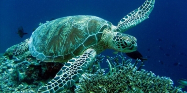 Kumluca İlçesi: Antalya’nın Narenciye Bahçesi ve Caretta Cenneti