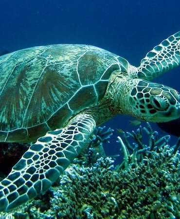 Kumluca İlçesi: Antalya’nın Narenciye Bahçesi ve Caretta Cenneti