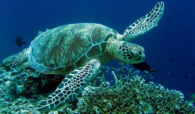 Kumluca İlçesi: Antalya’nın Narenciye Bahçesi ve Caretta Cenneti