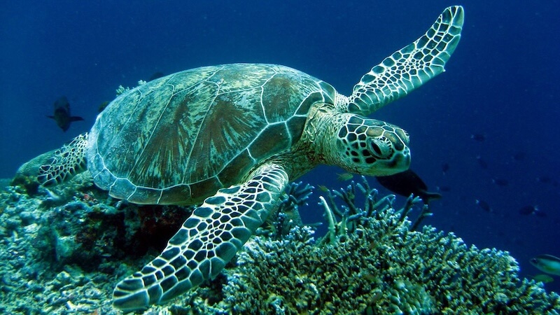 Kumluca İlçesi: Antalya’nın Narenciye Bahçesi ve Caretta Cenneti