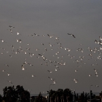 Antalya’da Bu Hafta Ne Var?