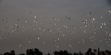 Antalya’da Bu Hafta Ne Var?