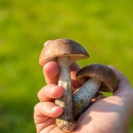 Yaz Aylarında Tehlike Çanları Çalıyor