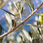 Antalya’da Yaşayan Efsane Ağaçlar