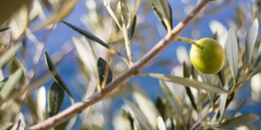 Antalya’da Yaşayan Efsane Ağaçlar