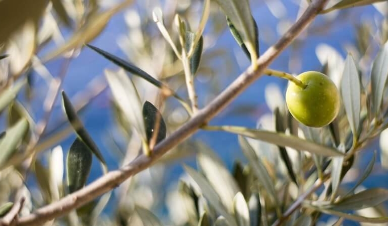 Antalya’da Yaşayan Efsane Ağaçlar