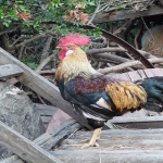 Antalya’nın En Güzel Köyleri: Doğa ve Huzur Dolu 8 Rota