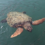 Deniz Kaplumbağalarıyla Aynı Sahili Paylaşmak: Caretta Güncesi