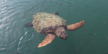Deniz Kaplumbağalarıyla Aynı Sahili Paylaşmak: Caretta Güncesi