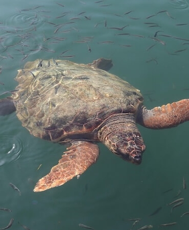 Deniz Kaplumbağalarıyla Aynı Sahili Paylaşmak: Caretta Güncesi