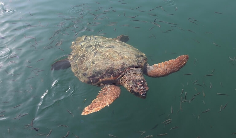 Deniz Kaplumbağalarıyla Aynı Sahili Paylaşmak: Caretta Güncesi