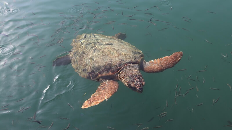 Deniz Kaplumbağalarıyla Aynı Sahili Paylaşmak: Caretta Güncesi