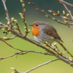 Kışın Antalya’da Kuş Gözlemciliği: Göç Yollarının Büyüsü