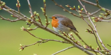 Kışın Antalya’da Kuş Gözlemciliği: Göç Yollarının Büyüsü