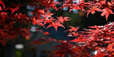 Antalya Doğaya Dönüyor