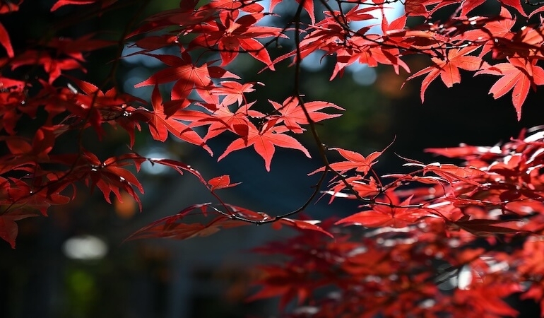 Antalya Doğaya Dönüyor