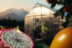 Antalya Mutfağında 2026 "Ejder Meyvesi" Dönemi