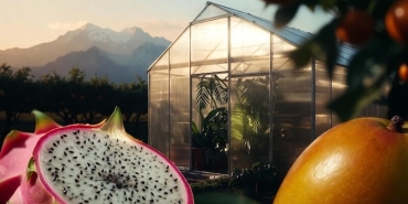 Antalya Mutfağında 2026 "Ejder Meyvesi" Dönemi